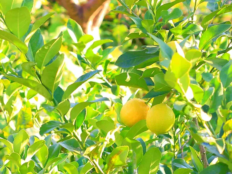 植木レモンの木