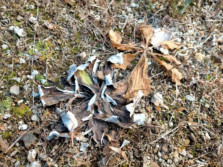 お湯による除草作業