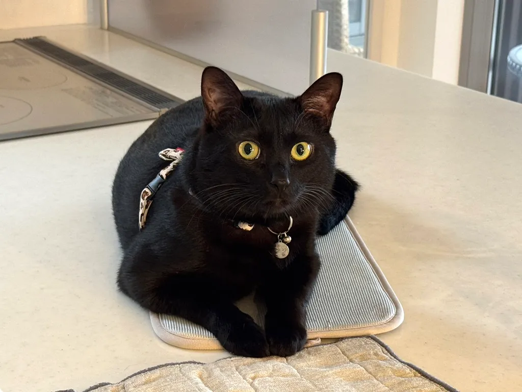 多治見店看板猫ジジくん