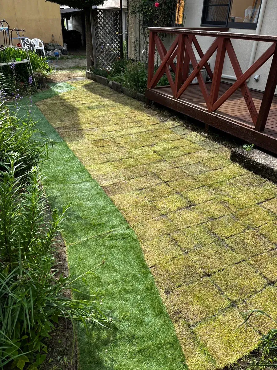 天然芝張り替え工事施工例