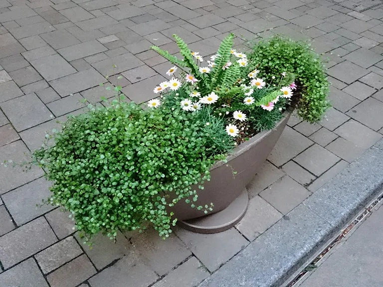 侵入防止対策プランター設置例