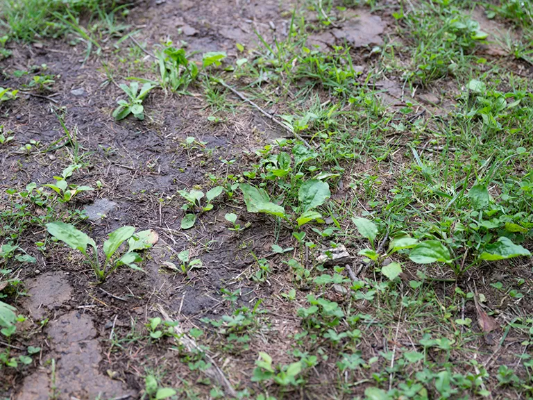 物置の設置場所